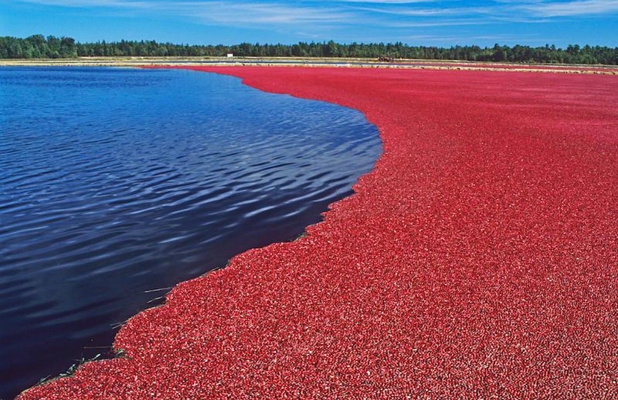 A cranberry bog at harvest, a sweep of crimson berries against deep blue water.