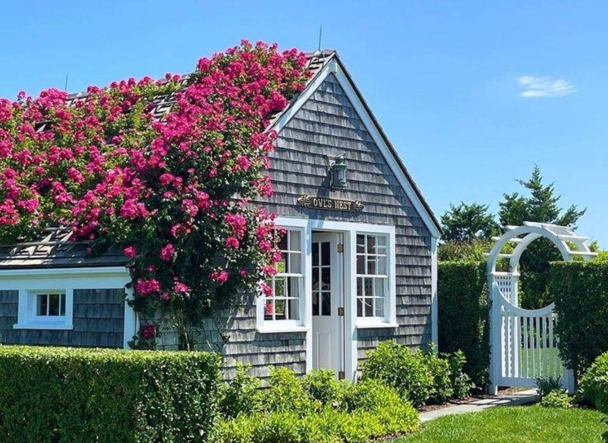 A grey-shingled cottage with climbing roses over its roof.