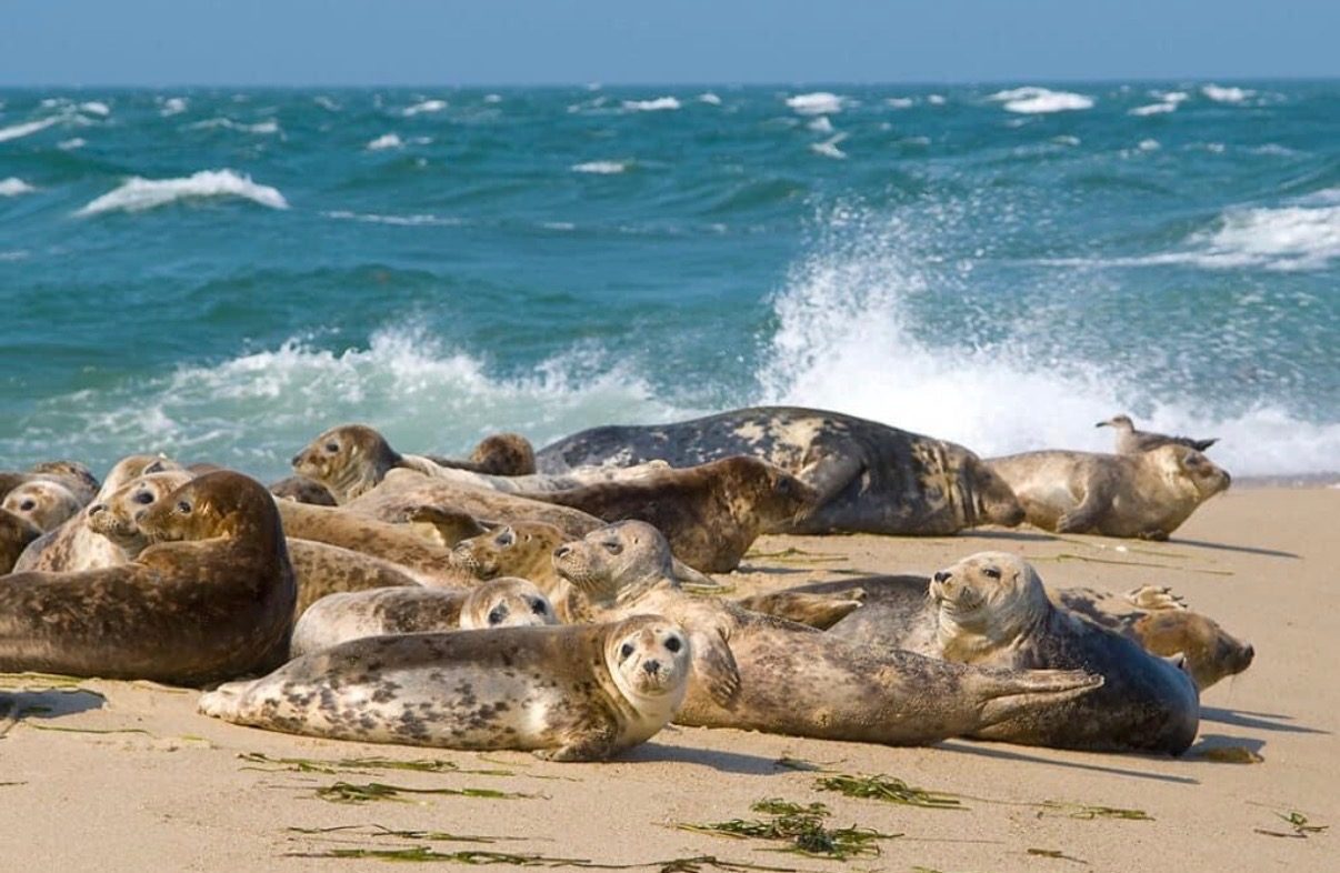 Grey seals hauled out on the sand, surf breaking behind.